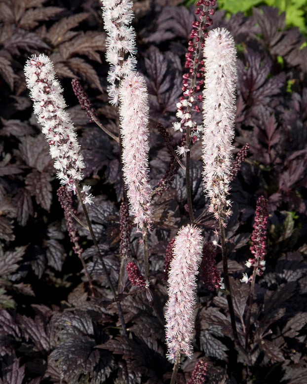Actaea 'Chocoholic'