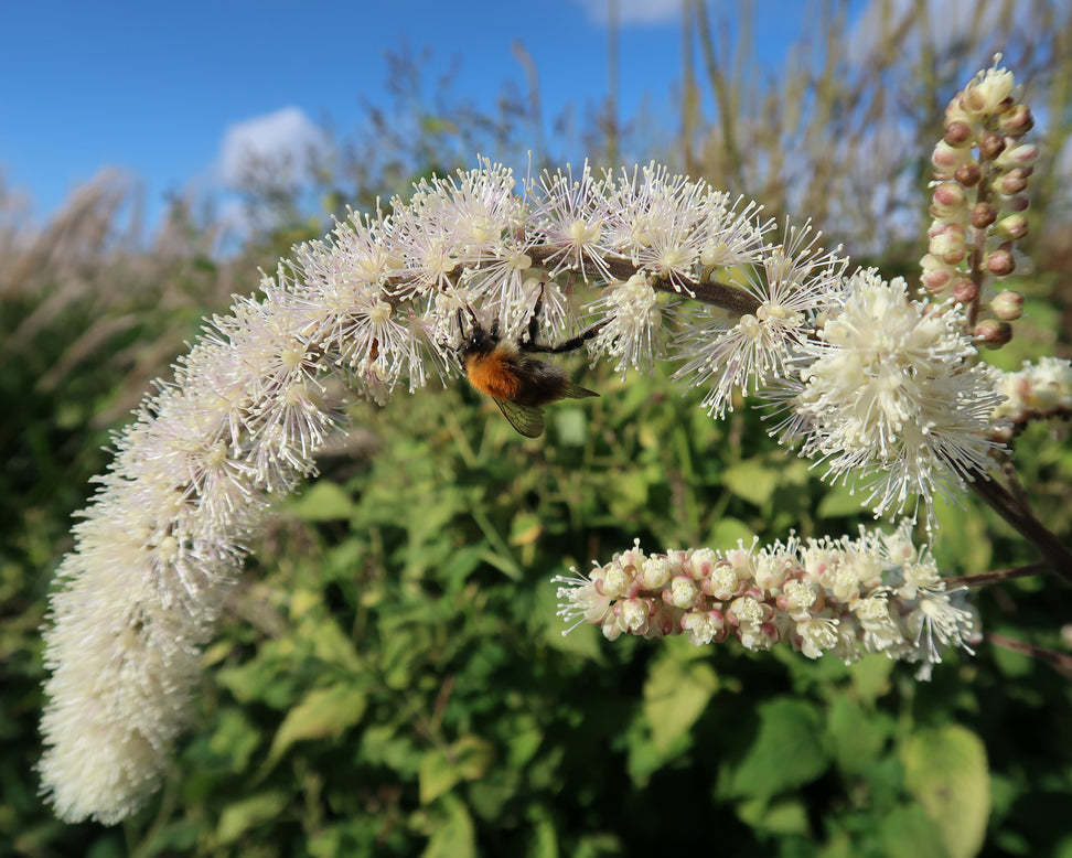 Actaea 'Queen of Sheba'
