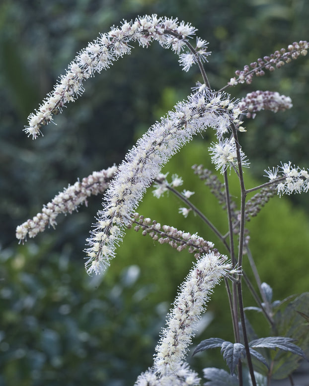 Actaea 'Queen of Sheba'