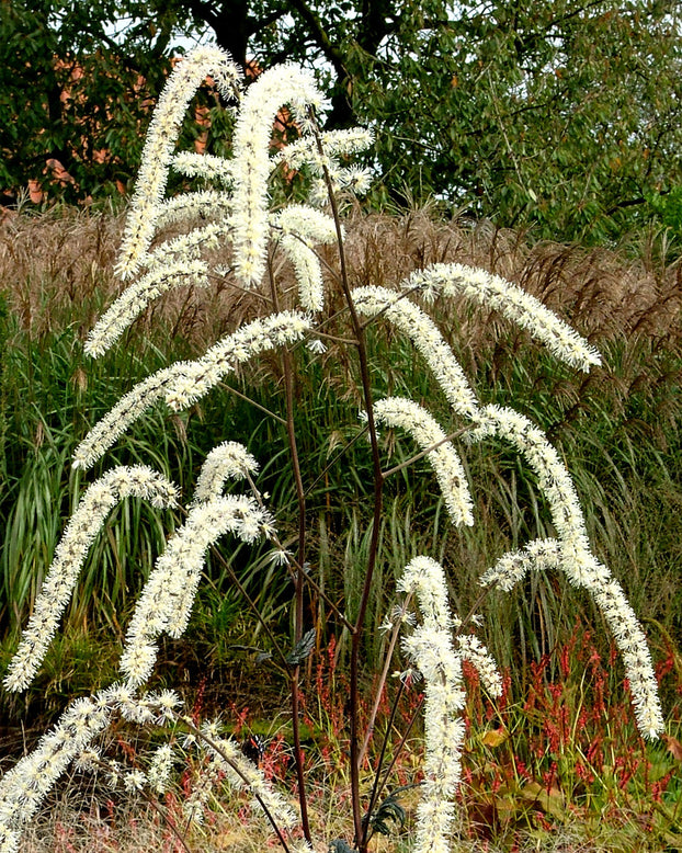 Actaea 'Queen of Sheba'