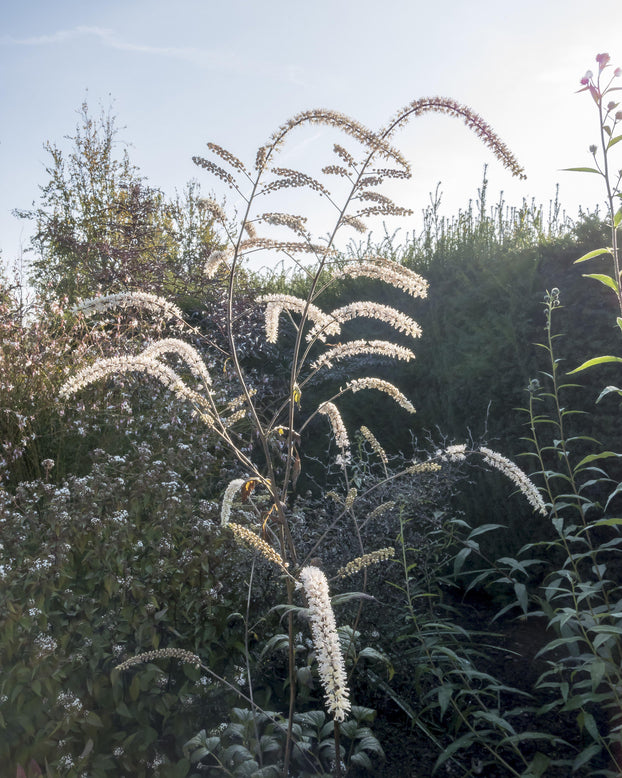 Actaea 'Queen of Sheba'