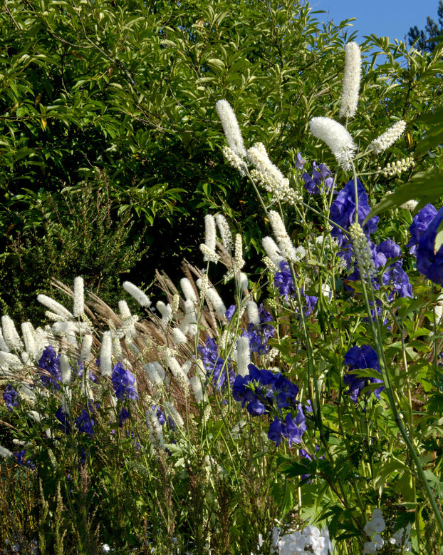 Actaea 'White Pearl'