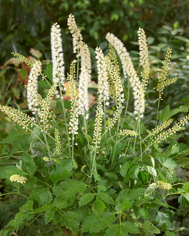 Actaea 'White Pearl'