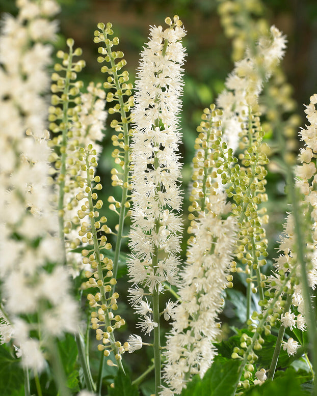Actaea 'White Pearl'