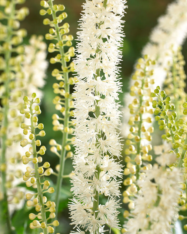 Actaea 'White Pearl'