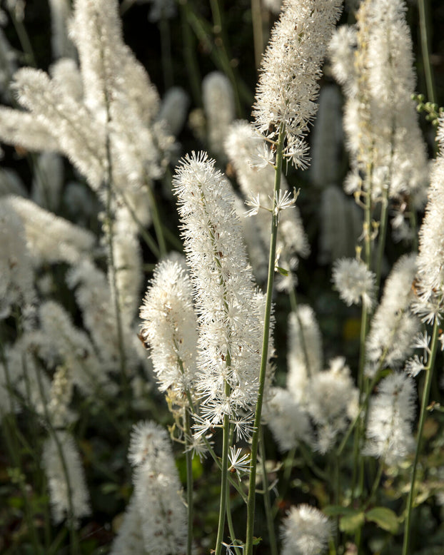 Actaea 'White Pearl'