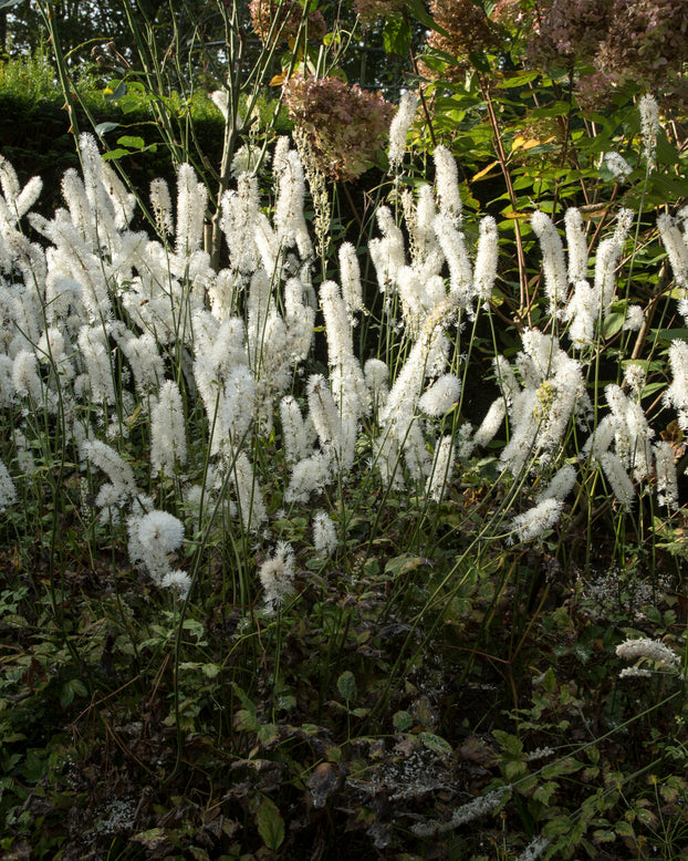 Actaea 'White Pearl'