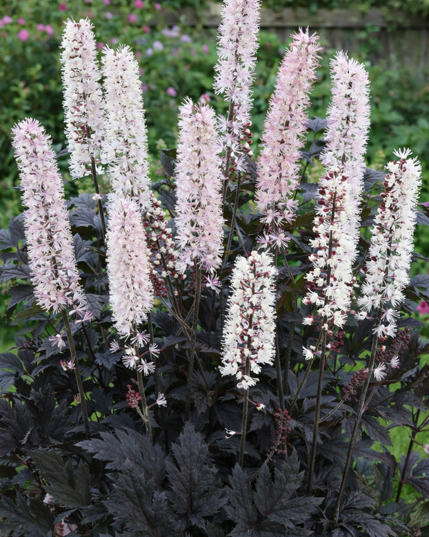Actaea 'Chocoholic'