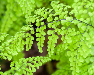 Adiantum venustum Adiantum venustum