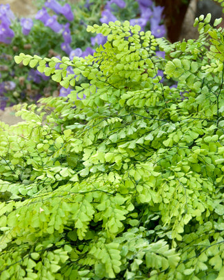 Adiantum venustum Adiantum venustum