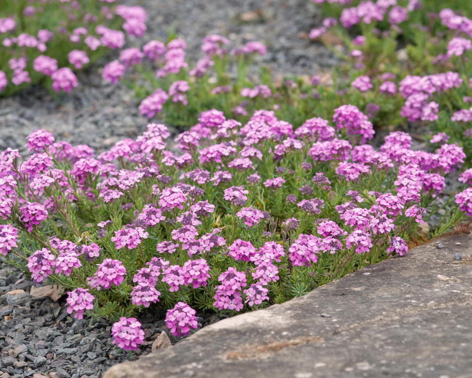 Aethionema 'Warley Rose'