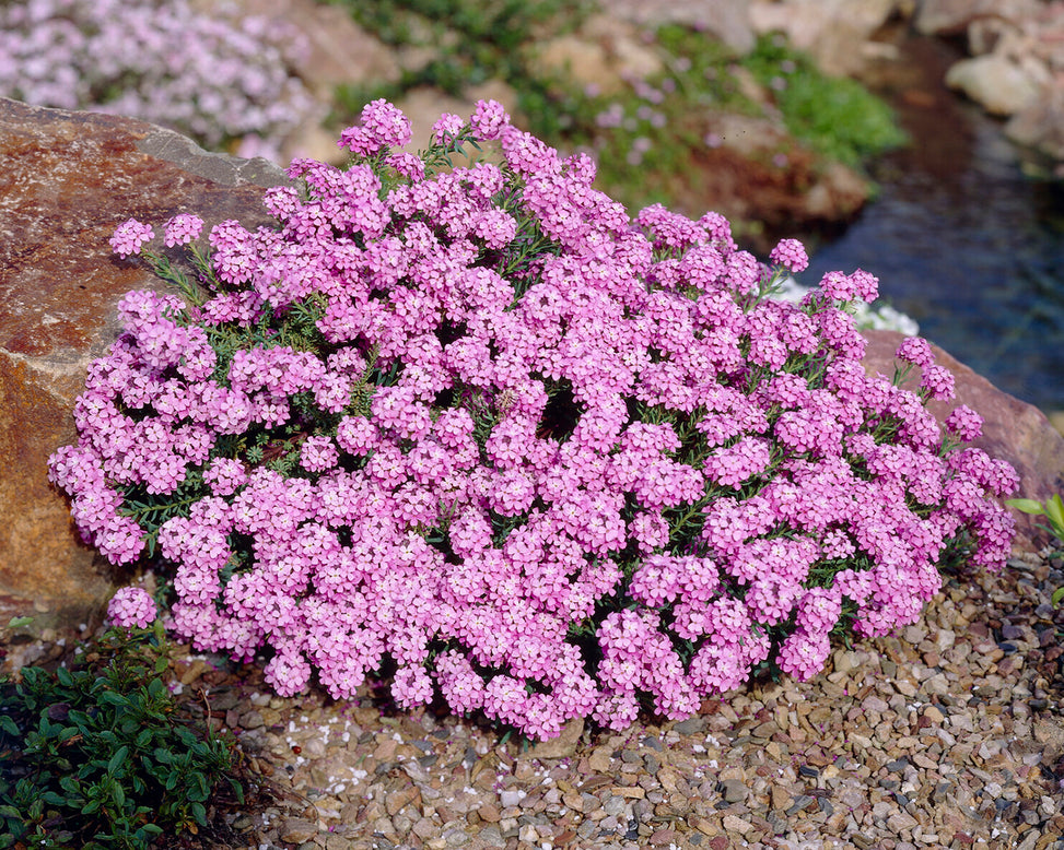 Aethionema 'Warley Rose'