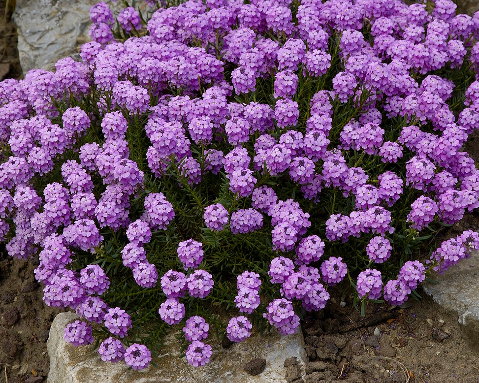Aethionema 'Warley Rose'