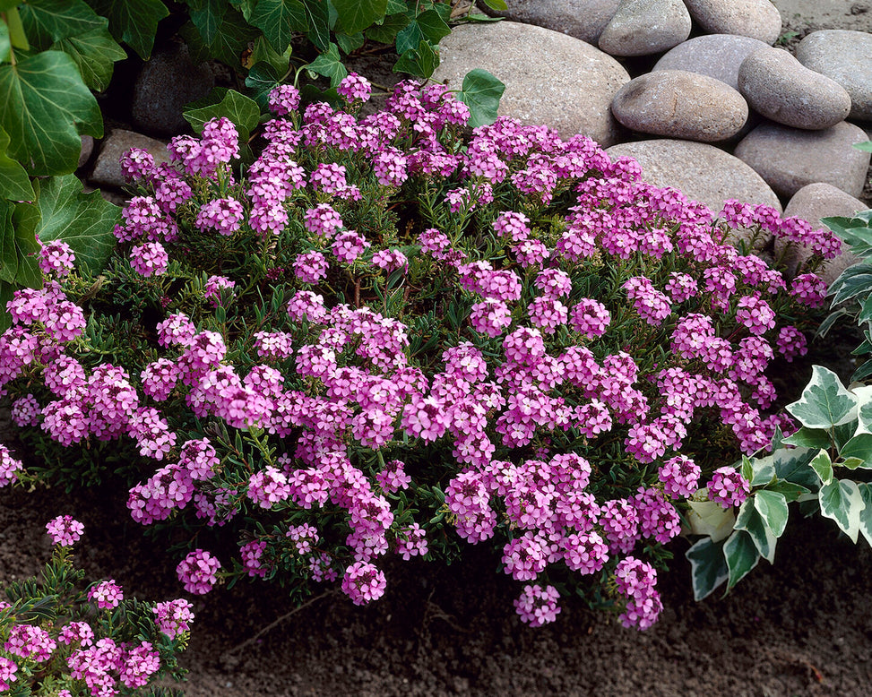 Aethionema 'Warley Rose'