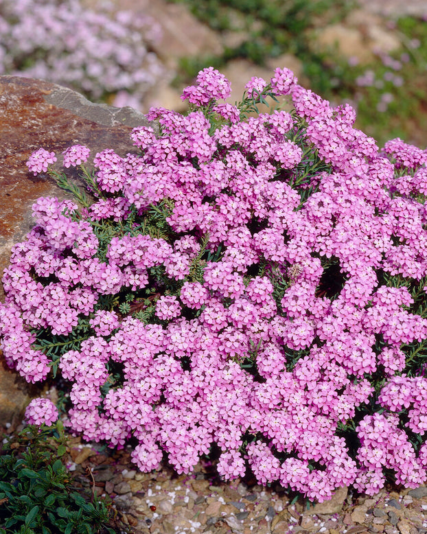 Aethionema 'Warley Rose'
