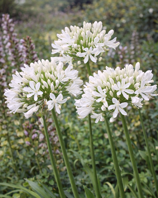 Agapanthus 'Albiflora'