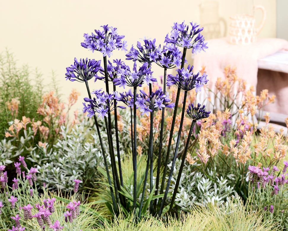 Agapanthus 'Black Arrow'