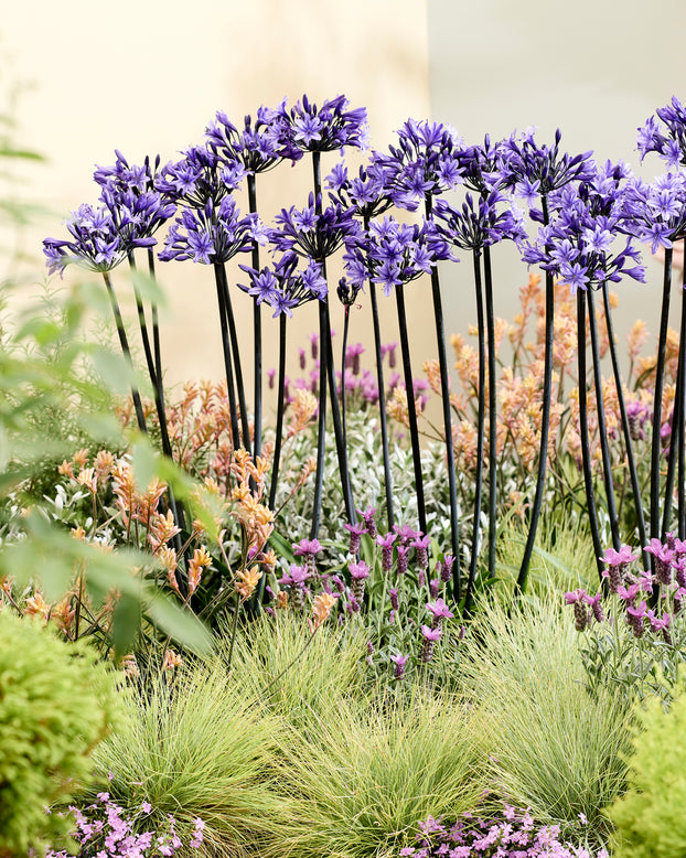 Agapanthus 'Black Arrow'