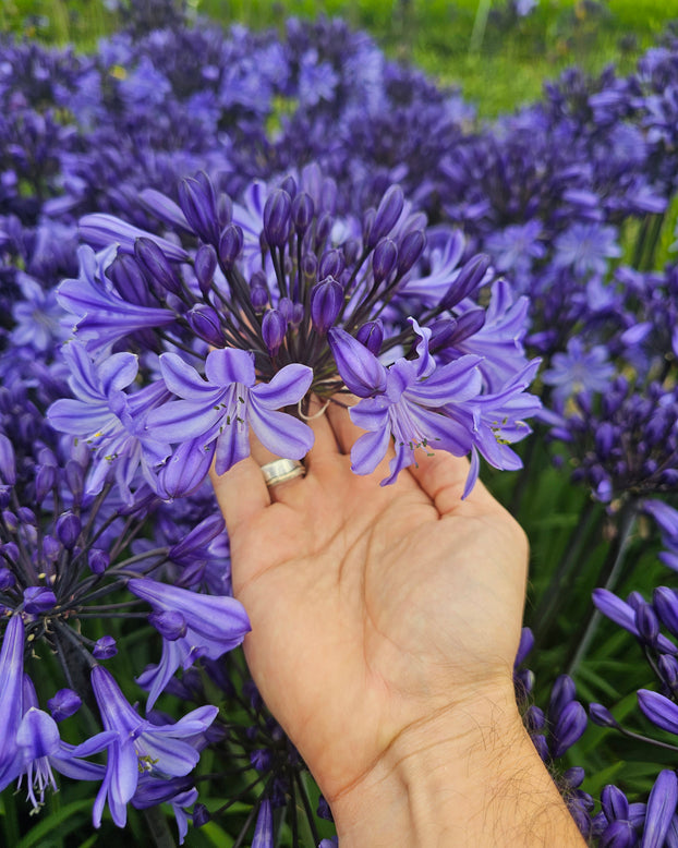 Agapanthus 'Rising Star'