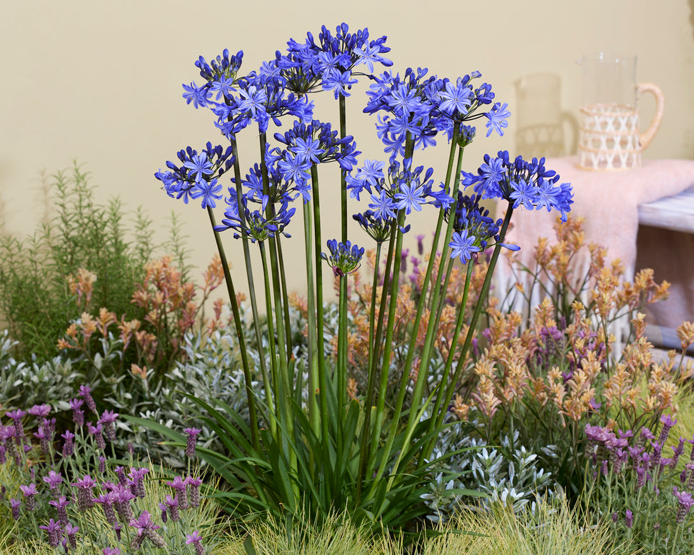 Agapanthus 'Rising Star'