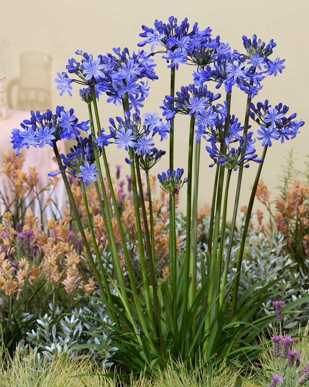 Agapanthus 'Rising Star'