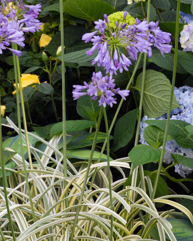 Agapanthus 'Silver Moon'