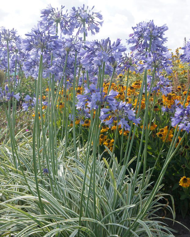 Agapanthus 'Silver Moon'