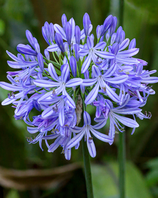 Agapanthus umbellatus