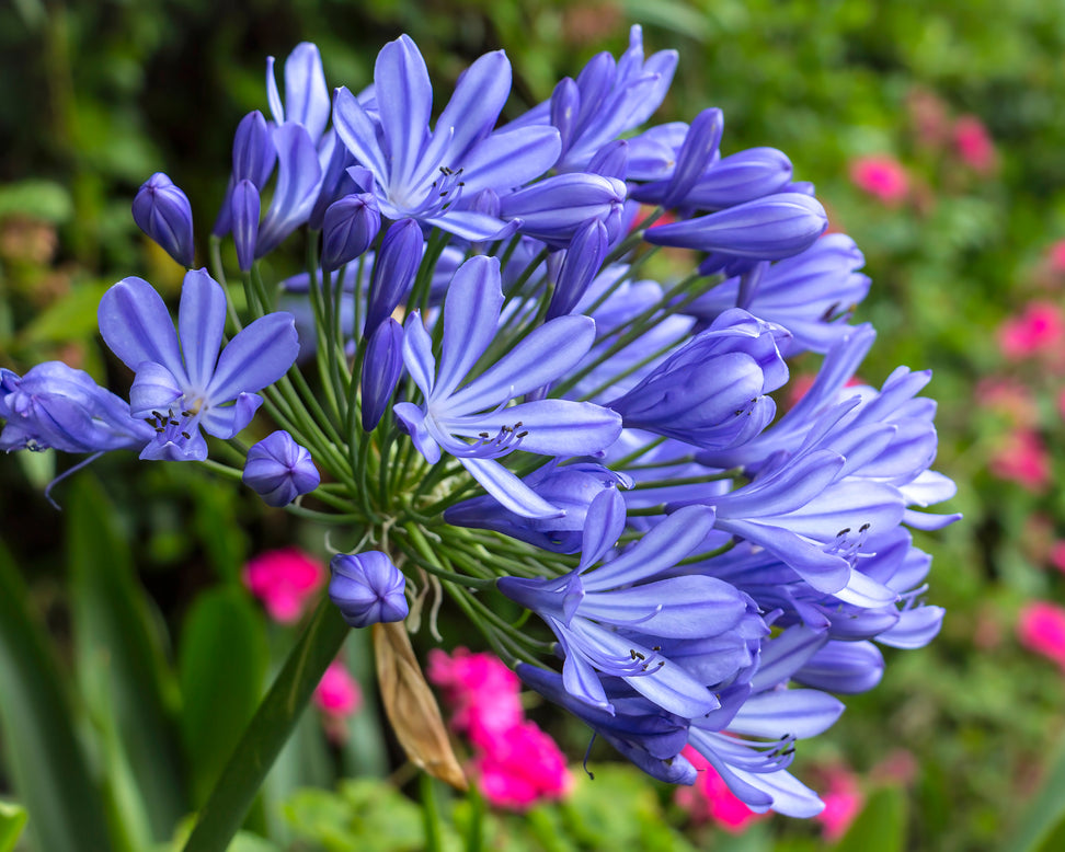 Agapanthus umbellatus