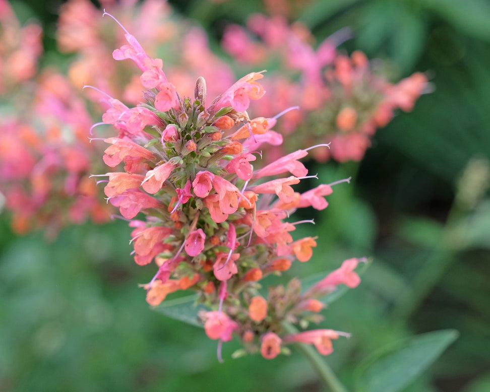Agastache 'Kudos Coral'