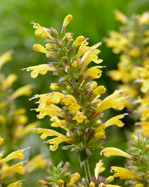 Agastache 'Kudos Yellow'