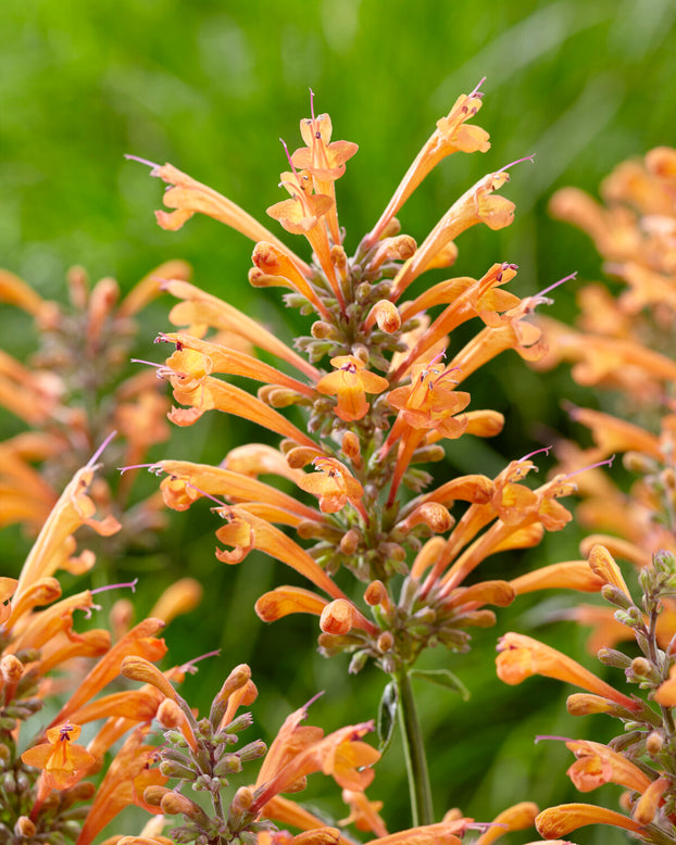 Agastache 'Kudos Mandarin'