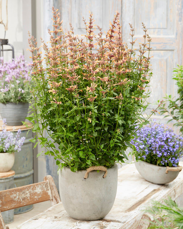 Agastache 'Kudos Mango Tango'
