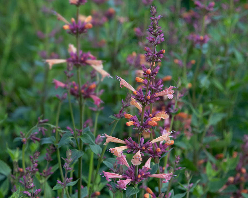 Agastache 'Kudos Mango Tango'