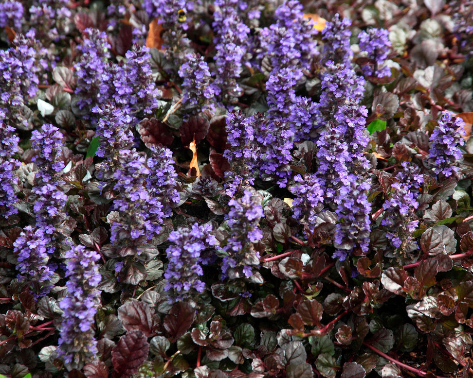 Ajuga 'Black Scallop'