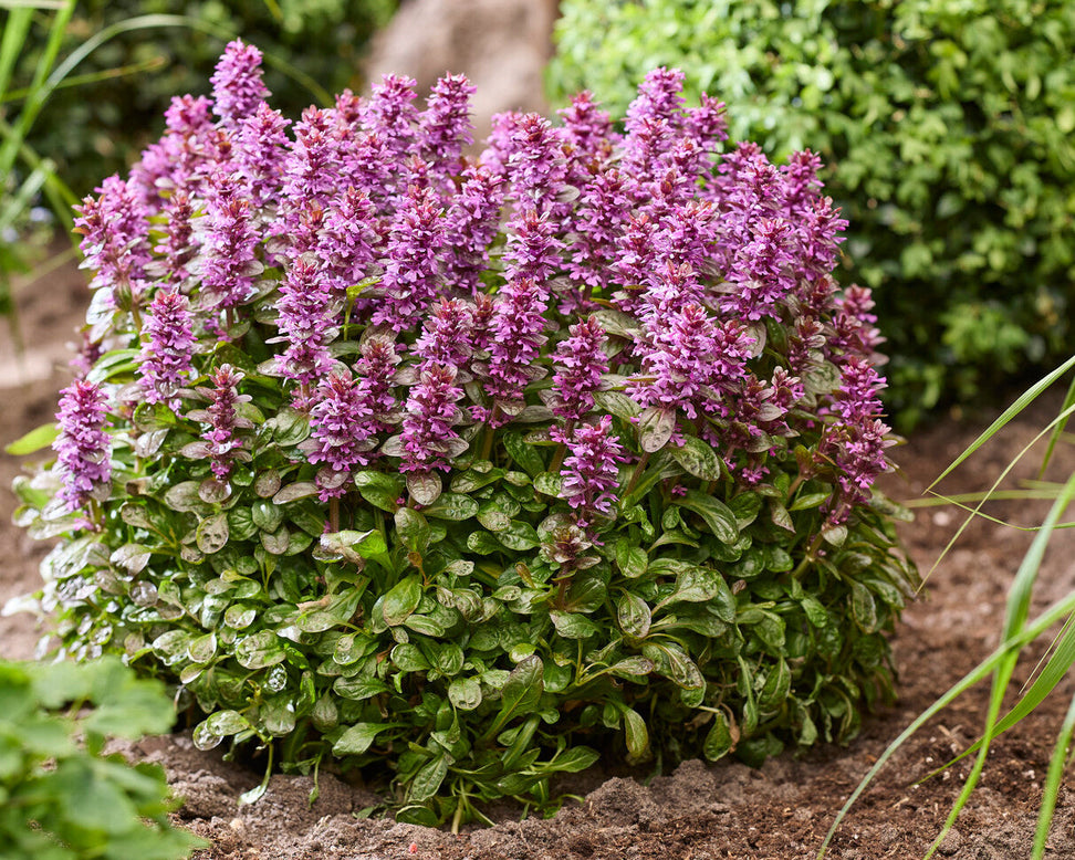 Ajuga 'Midnight Mystery'
