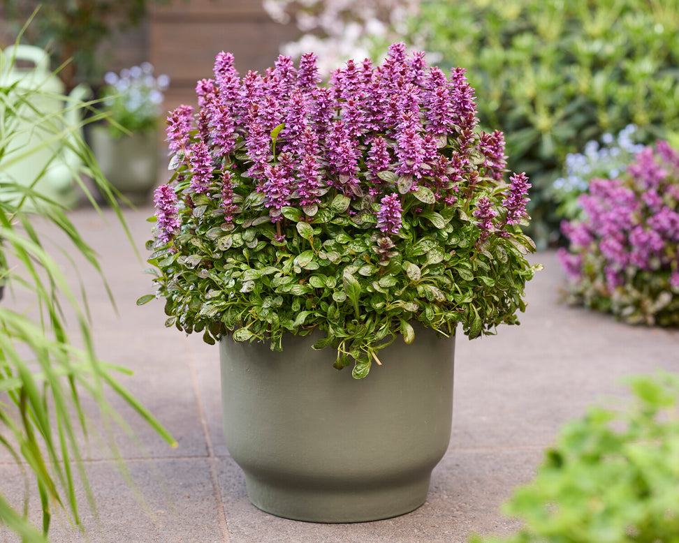 Ajuga 'Midnight Mystery'