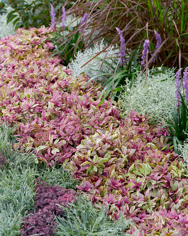 Ajuga 'Princess Nadia'