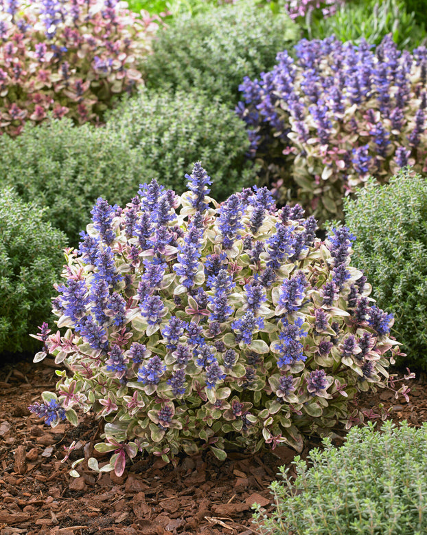 Ajuga 'Princess Nadia'