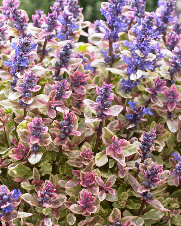 Ajuga 'Princess Nadia'