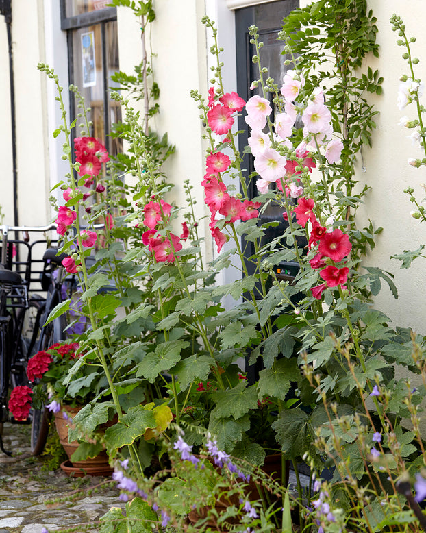 Alcea 'Hollyhock Mix'
