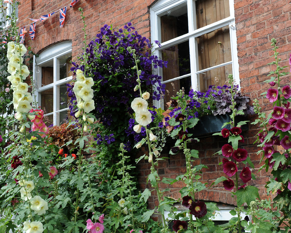 Alcea 'Hollyhock Mix'