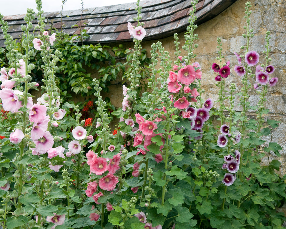 Alcea 'Hollyhock Mix'