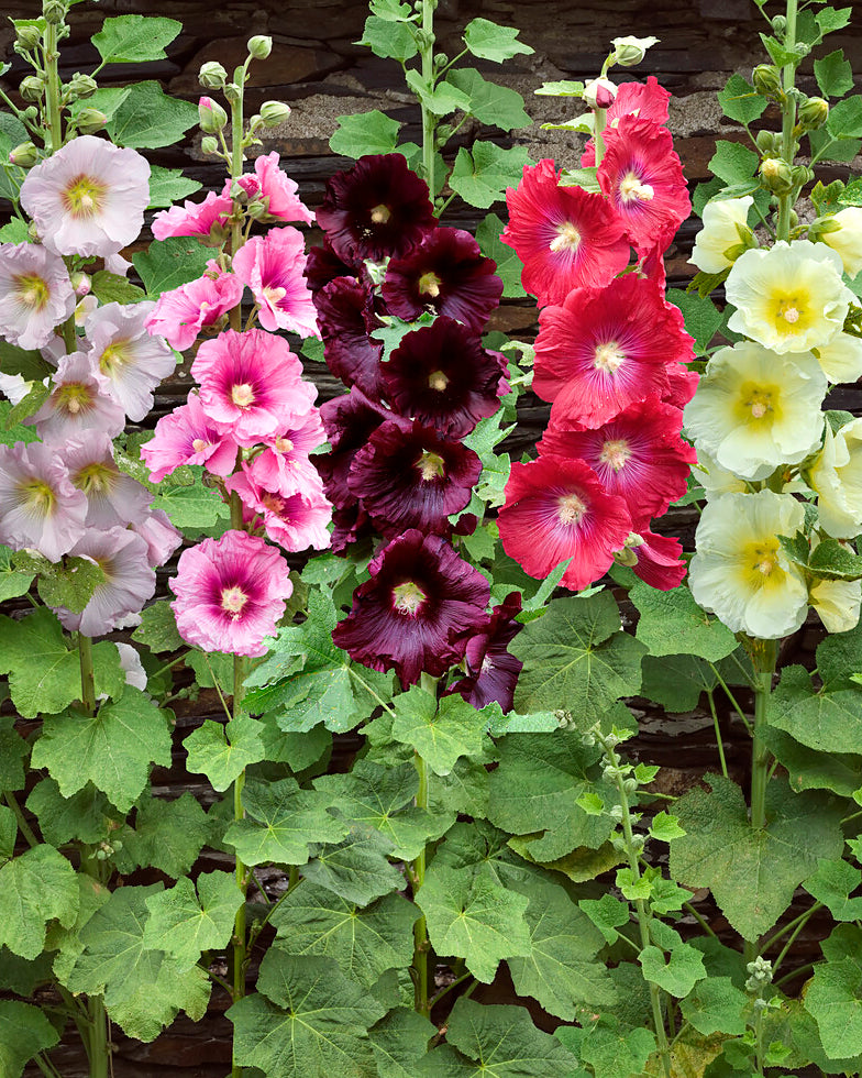 Hollyhock Bush How To Plant Grow Hollyhocks Alcea Sarah Raven hollyhock-bush-how-to-plant-grow-hollyhocks-alcea-sarah-raven