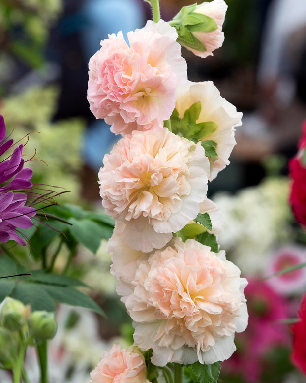 Alcea 'Peaches 'n' Dreams'