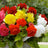 All begonias (61)