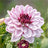 All dahlias (276)