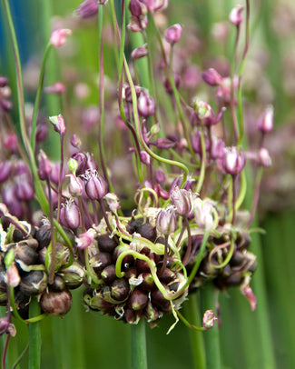Allium 'Art' Allium 'Art'
