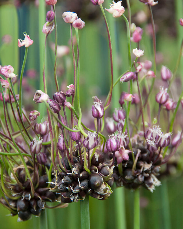 Allium 'Art'