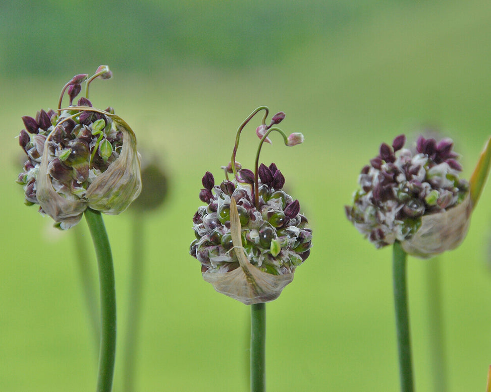 Allium 'Art'